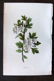 Hulme 1884 Antique Botanical Print. Hawthorn