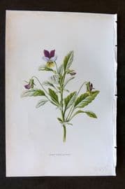 Hulme 1884 Antique Botanical Print. Heart's Ease or Pansy