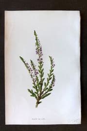 Hulme 1884 Antique Botanical Print. Heath or Ling