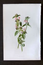 Hulme 1884 Antique Botanical Print. Hedge Calamint