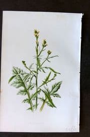 Hulme 1884 Antique Botanical Print. Hedge Mustard
