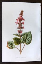 Hulme 1884 Antique Botanical Print. Hedge Stachys