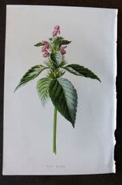 Hulme 1884 Antique Botanical Print. Hemp Nettle