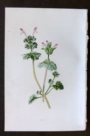 Hulme 1884 Antique Botanical Print. Henbit