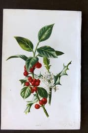 Hulme 1884 Antique Botanical Print. Holly