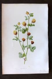 Hulme 1884 Antique Botanical Print. Hop Trefoil
