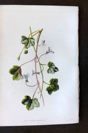 Hulme 1884 Antique Botanical Print. Ivy leaved Toadflax