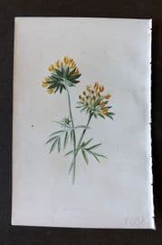 Hulme 1884 Antique Botanical Print. Kidney Vetch