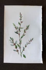 Hulme 1884 Antique Botanical Print. Knot-Grass