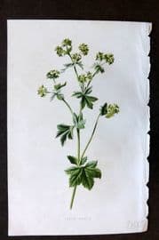 Hulme 1884 Antique Botanical Print. Lady's Mantle