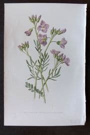Hulme 1884 Antique Botanical Print. Lady's Smock, Bittercress or Cuckoo Flower
