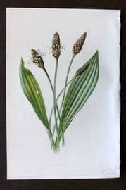 Hulme 1884 Antique Botanical Print. Lamb's Tongue