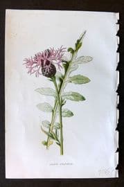 Hulme 1884 Antique Botanical Print. Larger Knapweed