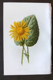 Hulme 1884 Antique Botanical Print. Leopard's Bane