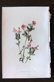 Hulme 1884 Antique Botanical Print. Lesser Red Rattle