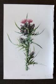 Hulme 1884 Antique Botanical Print. Marsh Thistle
