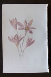 Hulme 1884 Antique Botanical Print. Meadow Saffron