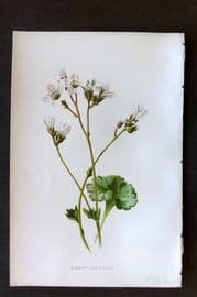 Hulme 1884 Antique Botanical Print. Meadow Saxifrage