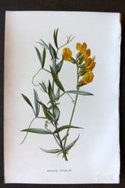 Hulme 1884 Antique Botanical Print. Meadow Vetchling