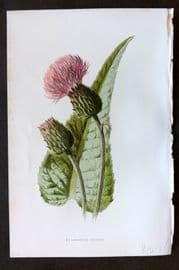 Hulme 1884 Antique Botanical Print. Melancholy Thistle