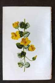 Hulme 1884 Antique Botanical Print. Money Wort
