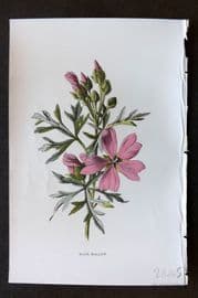Hulme 1884 Antique Botanical Print. Musk Mallow