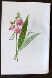 Hulme 1884 Antique Botanical Print. Narrow Leaved Everlasting Pea