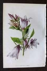 Hulme 1884 Antique Botanical Print. Nettle Leaved Bell Flower