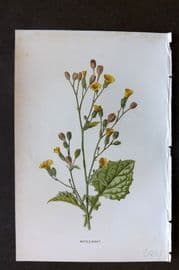 Hulme 1884 Antique Botanical Print. Nipple Wort