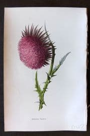 Hulme 1884 Antique Botanical Print. Nodding Thistle