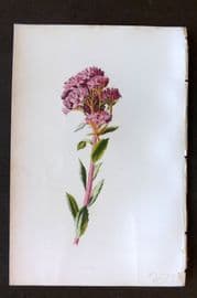 Hulme 1884 Antique Botanical Print. Orpine