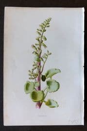 Hulme 1884 Antique Botanical Print. Pennywort