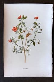 Hulme 1884 Antique Botanical Print. Pimpernel