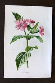 Hulme 1884 Antique Botanical Print. Pink Campion