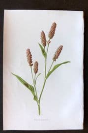Hulme 1884 Antique Botanical Print. Pink Persicaria