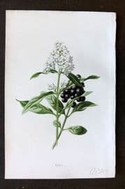 Hulme 1884 Antique Botanical Print. Privet