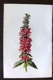 Hulme 1884 Antique Botanical Print. Purple Loose Strife