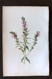 Hulme 1884 Antique Botanical Print. Red Bartsia