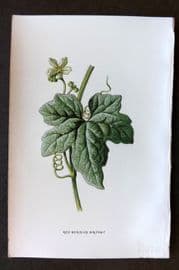 Hulme 1884 Antique Botanical Print. Red Berried Bryony