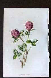 Hulme 1884 Antique Botanical Print. Red Meadow Clover