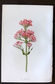 Hulme 1884 Antique Botanical Print. Red Valerian