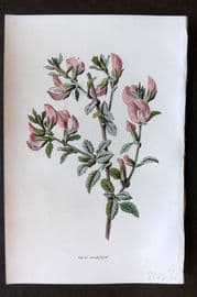 Hulme 1884 Antique Botanical Print. Rest Harrow