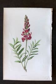 Hulme 1884 Antique Botanical Print. Sainfoin