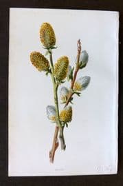 Hulme 1884 Antique Botanical Print. Sallow