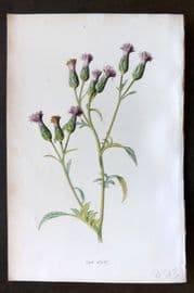 Hulme 1884 Antique Botanical Print. Saw Wort