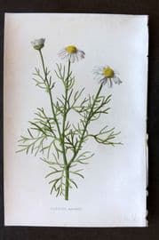 Hulme 1884 Antique Botanical Print. Scentless Mayweed