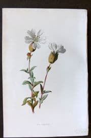 Hulme 1884 Antique Botanical Print. Sea Campion