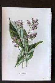 Hulme 1884 Antique Botanical Print. Sea Lavender
