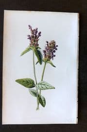 Hulme 1884 Antique Botanical Print. Self Heal