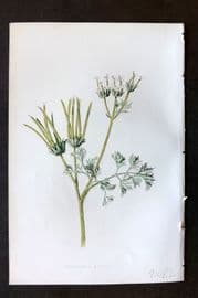 Hulme 1884 Antique Botanical Print. Shepherd's Needle